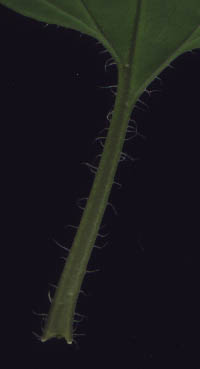Lysimachia ciliata L.