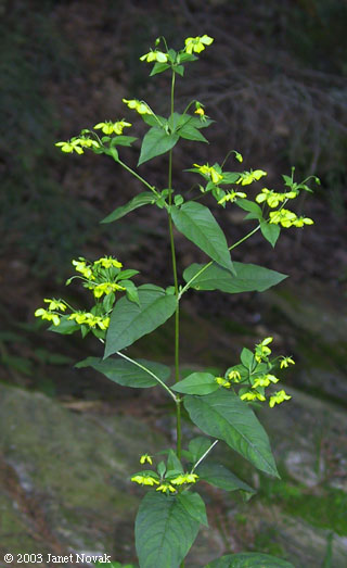 Lysimachia ciliata L.