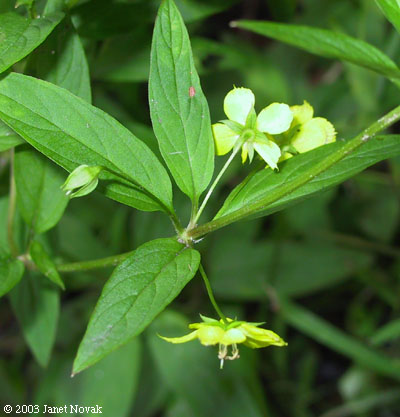 Lysimachia hybrida Michx.