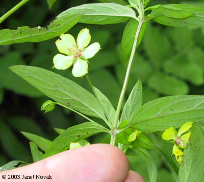 Lysimachia hybrida Michx.