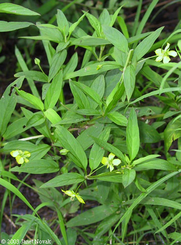 Lysimachia hybrida Michx.