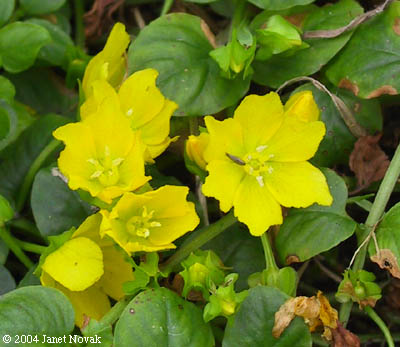 Lysimachia nummularia L.