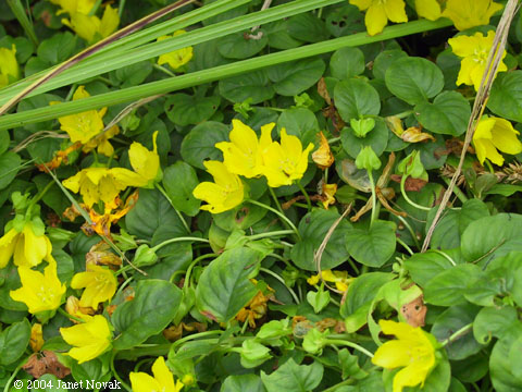 Lysimachia nummularia L.