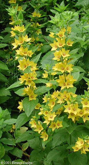 Lysimachia punctata L.