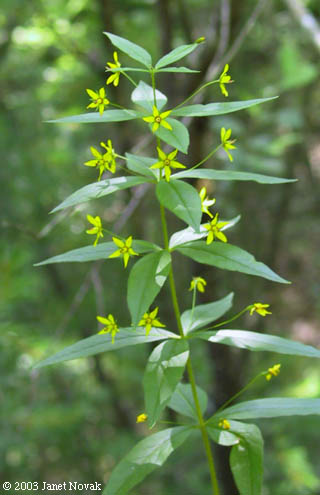 Lysimachia quadrifolia L.