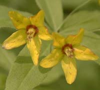 Lysimachia quadrifolia L.