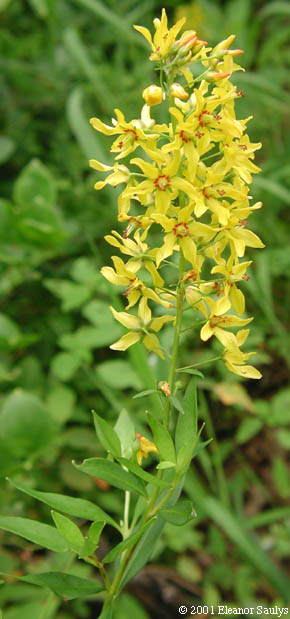 Lysimachia terrestris (L.) B.S.P.