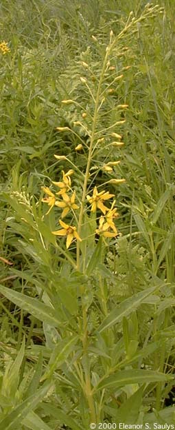 Lysimachia terrestris (L.) B.S.P.