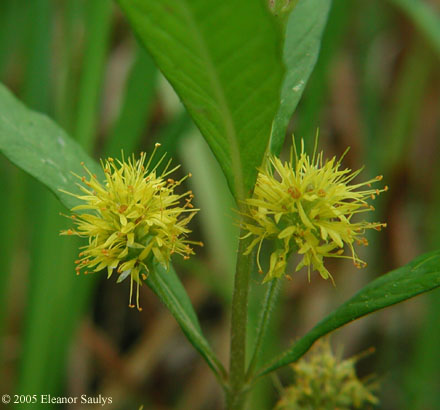 Lysimachia thyrsiflora L.