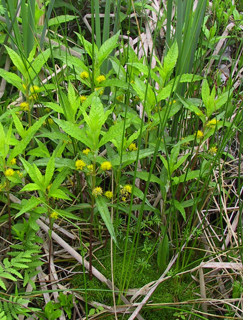 Lysimachia thyrsiflora L.