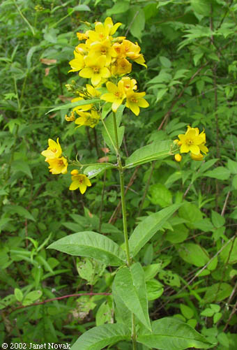 Lysimachia vulgaris L.