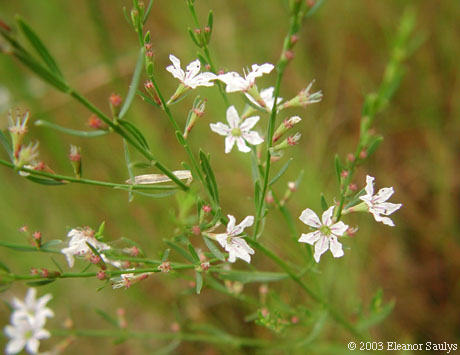Lythrum lineare L.