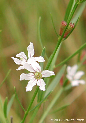 Lythrum lineare L.