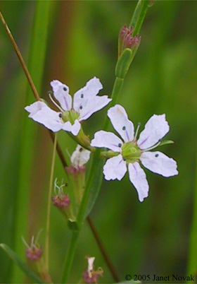 Lythrum lineare L.