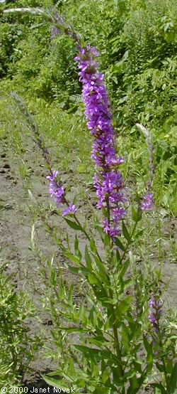 Lythrum salicaria L.