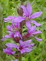 Lythrum salicaria L.