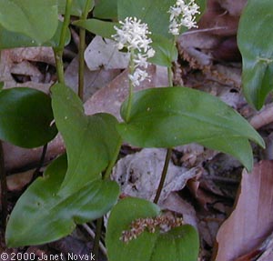 Maianthemum canadense Desf.