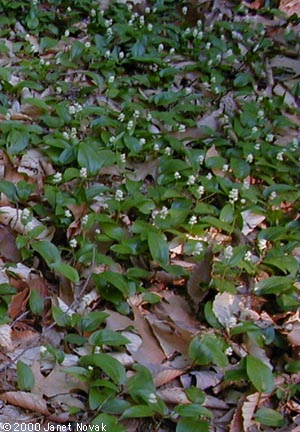 Maianthemum canadense Desf.