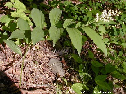 Maianthemum racemosum (L.) Link