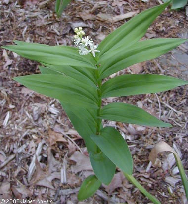 Maianthemum stellatum (L.) Link
