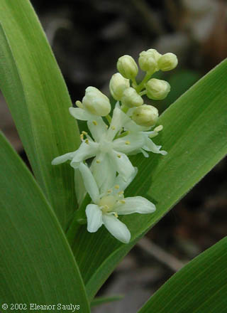 Maianthemum stellatum (L.) Link