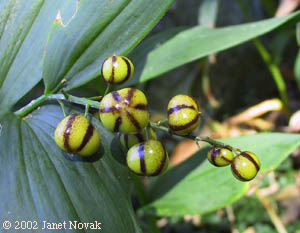 Maianthemum stellatum (L.) Link