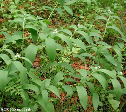 Maianthemum stellatum (L.) Link