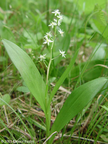 Maianthemum trifolium (L.) Sloboda