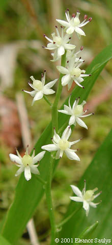 Maianthemum trifolium (L.) Sloboda