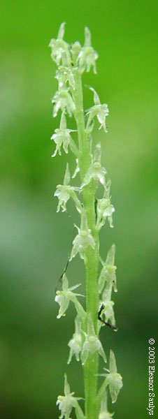Malaxis brachypoda (Gray) Fern.