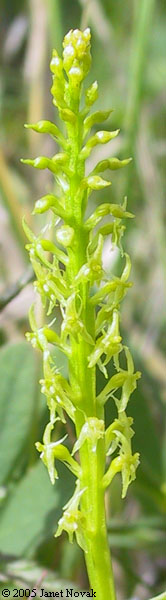 Malaxis brachypoda (Gray) Fern.