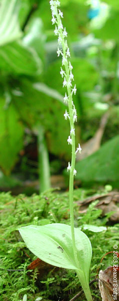 Malaxis brachypoda (Gray) Fern.