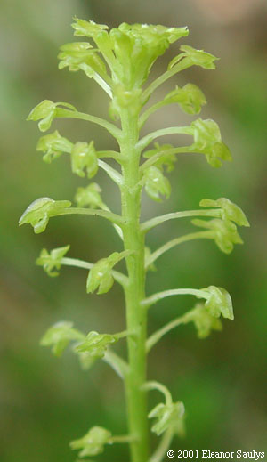Malaxis unifolia Michx.