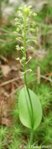 Malaxis unifolia Michx.