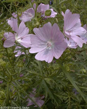 Malva moschata L.