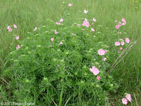 Malva moschata L.