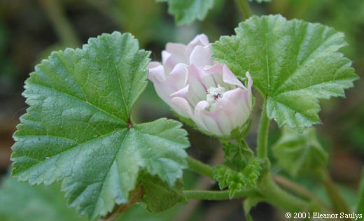 Malva neglecta Wallr.