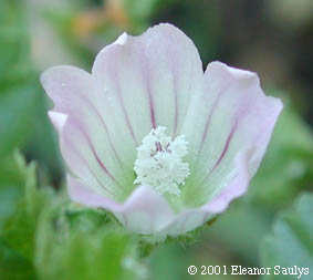 Malva neglecta Wallr.