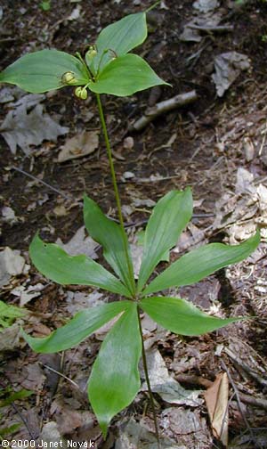 Medeola virginiana L.