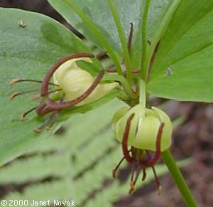 Medeola virginiana L.