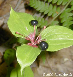 Medeola virginiana L.