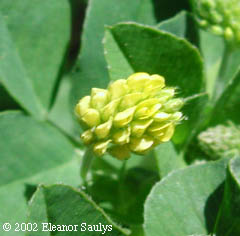 Medicago lupulina L.