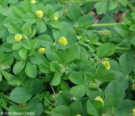 Medicago lupulina L.
