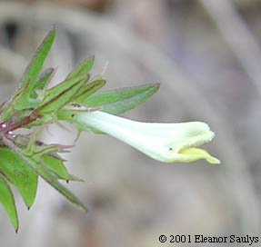 Melampyrum lineare Desr.