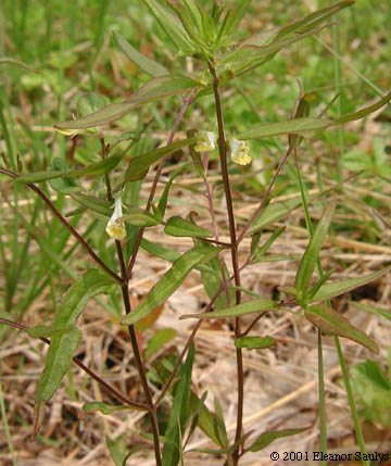 Melampyrum lineare Desr.