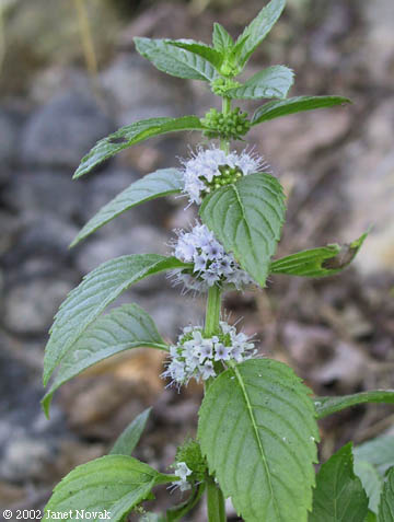 Mentha arvensis L.