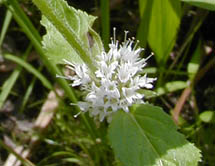 Mentha arvensis L.
