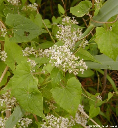Mikania scandens (L.) Willd.