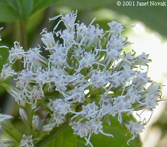 Mikania scandens (L.) Willd.