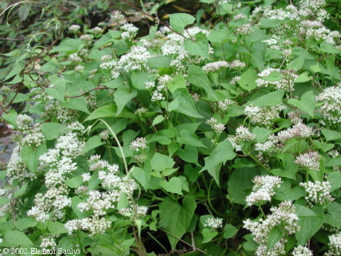 Mikania scandens (L.) Willd.